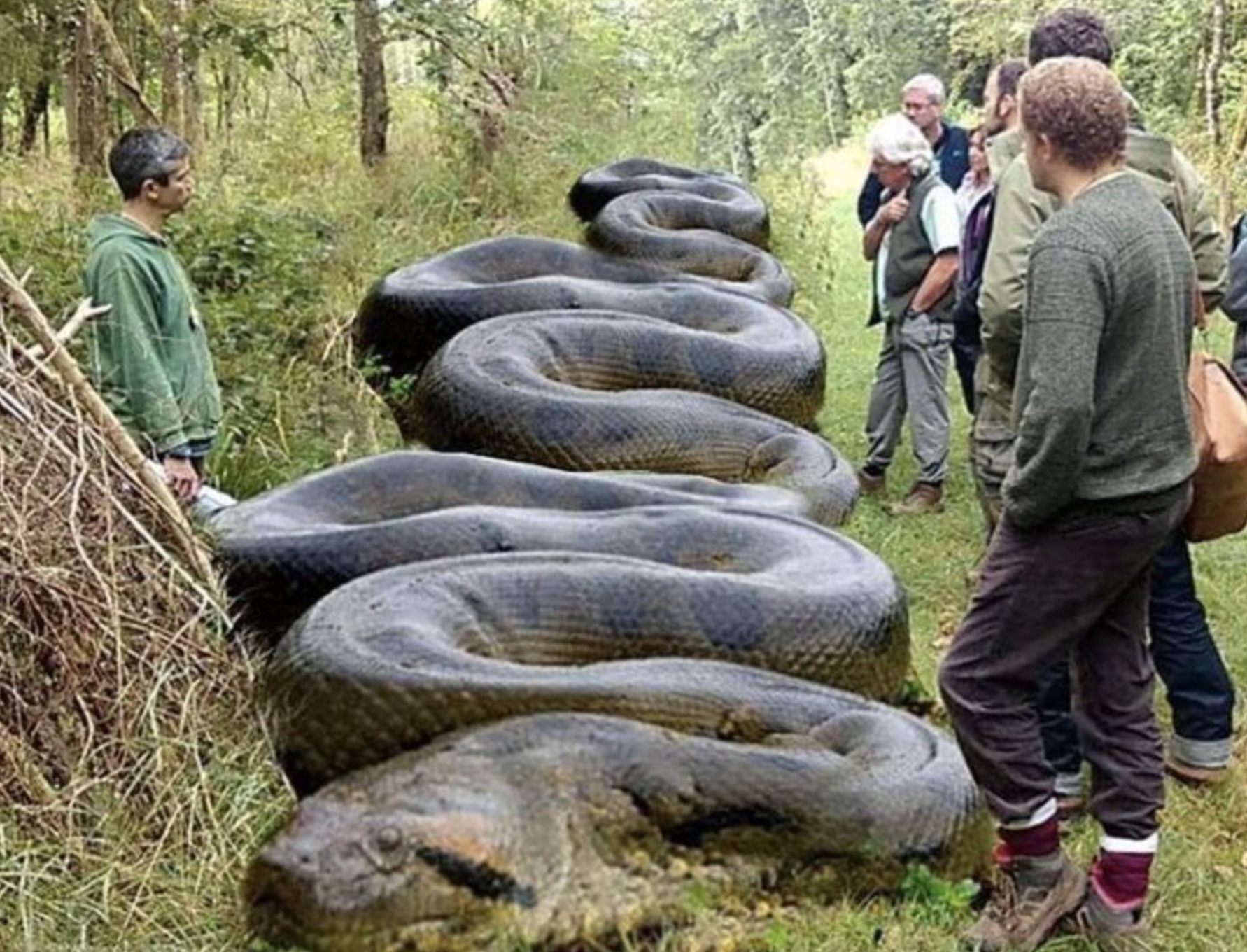 Hiker finds massive ‘beast’ hiding along banks of South Carolina creek